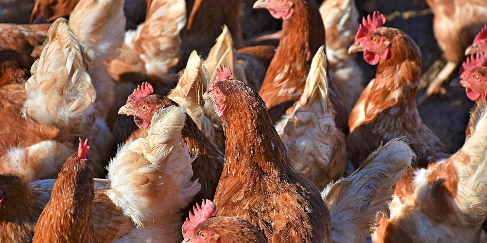 Vogelgriep vastgesteld in Ysselsteyn